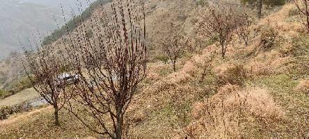  Agricultural Land for Sale in Village saryanu near Masroond chamba, Chamba, Himachal Pradesh, Chamba, Himachal Pradesh