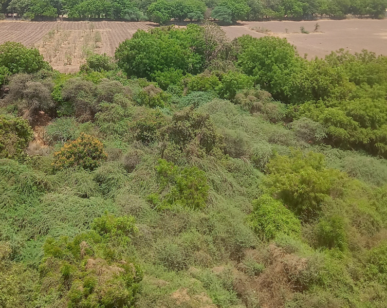  Agricultural Land 54 Bigha for Sale in Vallabhipur, Bhavnagar