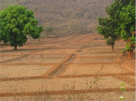  Agricultural Land 65 Bigha for Sale in Japanese Zone, Neemrana, Alwar