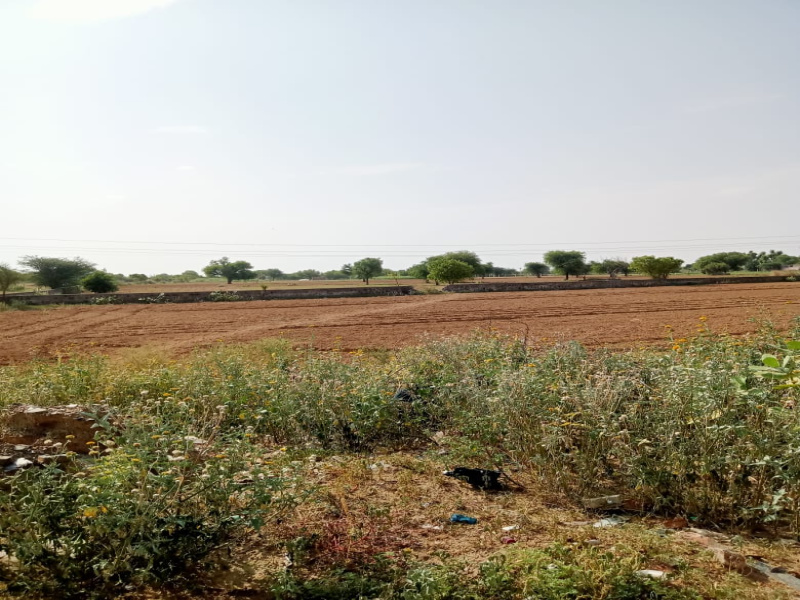 Agricultural Land 20 Bigha for Sale in Shahpura, Jaipur