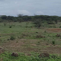  Agricultural Land for Sale in Wadebolai, Pune