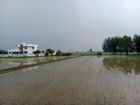  Agricultural Land for Sale in Bilaspur, Rampur