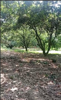  Agricultural Land for Sale in Suar, Rampur