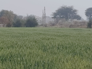  Agricultural Land for Sale in Khajuwala, Bikaner