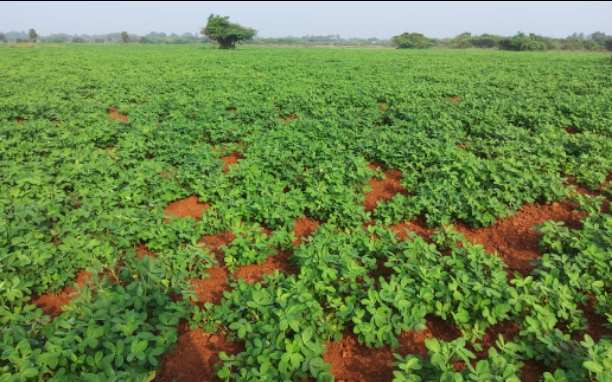 Agricultural Land 10000 Sq.ft. for Sale in Madurantakam, Chennai