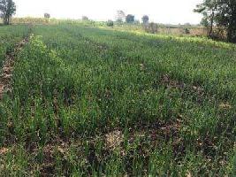  Agricultural Land for Sale in Tikhi, Dhule