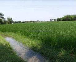  Agricultural Land for Sale in Kurinjipadi, Cuddalore