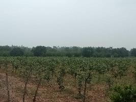  Agricultural Land for Sale in Venkatagiri, Nellore