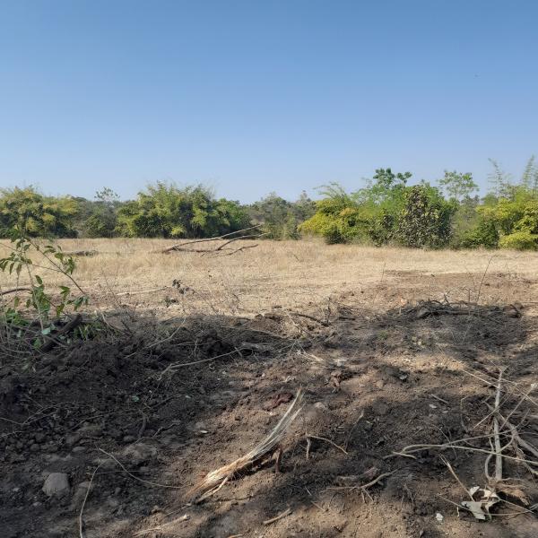  Agricultural Land 7 Acre for Sale in Warud, Amravati