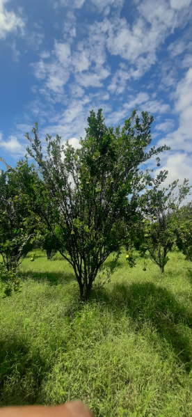 5 Acre Agricultural/Farm Land for Sale in Narkhed, Nagpur