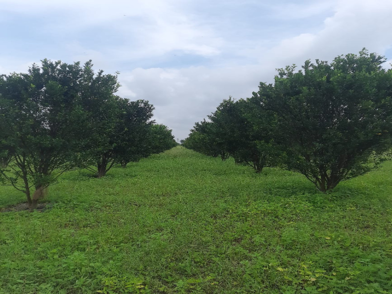 5 Acre Agricultural/Farm Land for Sale in Narkhed, Nagpur