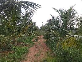 Agricultural Land for Sale in Sankarankoil, Tirunelveli