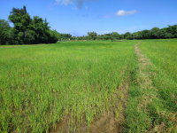  Agricultural Land for Sale in Kilvelur, Nagapattinam