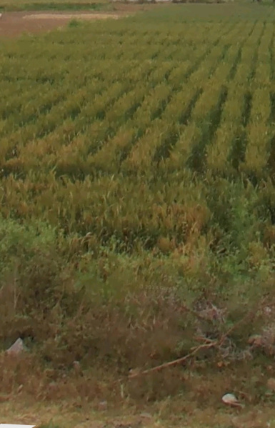  Agricultural Land 4200 Sq. Yards for Sale in Alwar Mega Highways