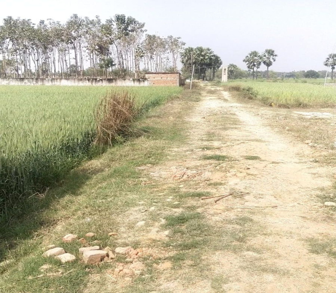  Residential Plot 800 Sq.ft. for Sale in Rajgir, Nalanda