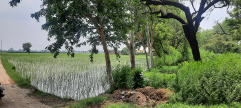  Agricultural Land for Sale in Ajnala, Amritsar