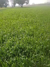  Agricultural Land for Sale in Civil Lines, Moradabad