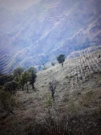  Commercial Land for Sale in Chail, Solan