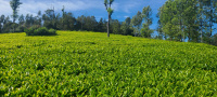  Residential Plot for Sale in Coonoor, Ooty