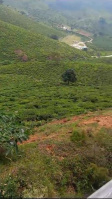 Residential Plot for Sale in Kotagiri, Nilgiris