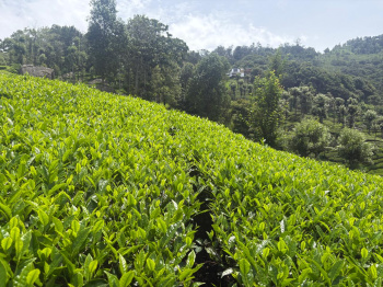  Residential Plot for Sale in Coonoor, Nilgiris