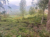  Residential Plot for Sale in Kotagiri, Nilgiris