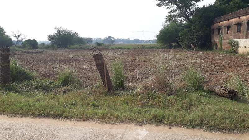 Agricultural Land 40 Dismil for Rent in Pattamundai, Kendrapara