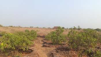  Agricultural Land for Sale in Devgad, Sindhudurg