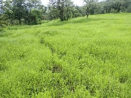  Agricultural Land for Sale in Roha, Raigad