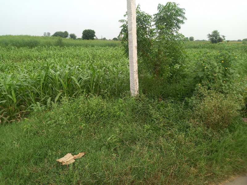 Agricultural Land 11 Acre for Sale in Hathin, Palwal