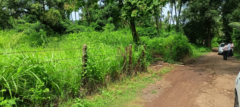  Residential Plot 75 Guntha for Sale in Nagaon, Alibag, Raigad