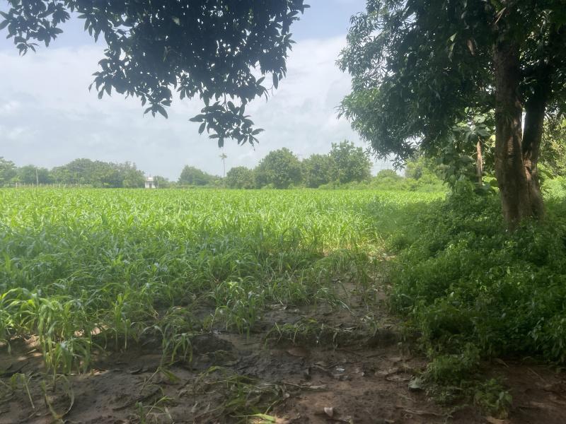  Agricultural Land 116 Guntha for Sale in Petlad, Anand