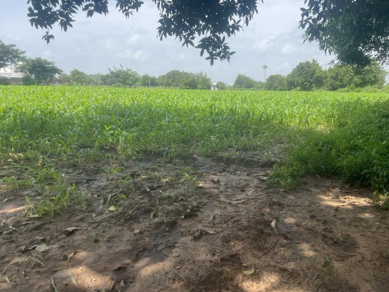  Agricultural Land 116 Guntha for Sale in Petlad, Anand