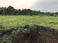  Agricultural Land for Sale in Surandai, Tirunelveli