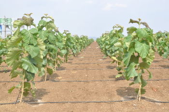  Agricultural Land for Sale in Butibori, Nagpur