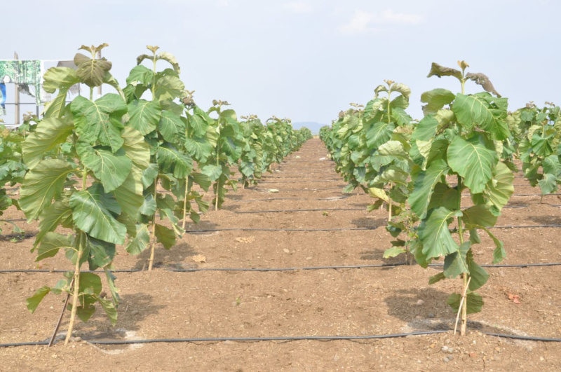  Agricultural Land 11200 Sq.ft. for Sale in Butibori, Nagpur