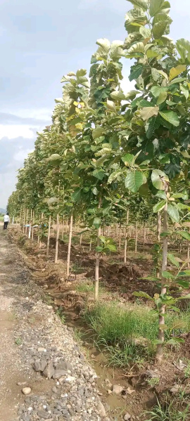  14400 Sq.ft. Agricultural/Farm Land for Sale in Banwadi, Nagpur