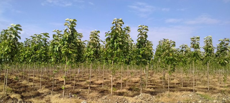  14400 Sq.ft. Agricultural/Farm Land for Sale in Banwadi, Nagpur