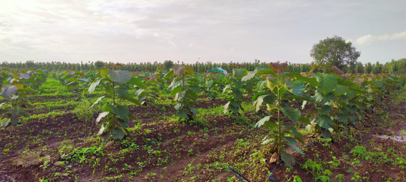  11050 Sq.ft. Agricultural/Farm Land for Sale in Banwadi, Nagpur