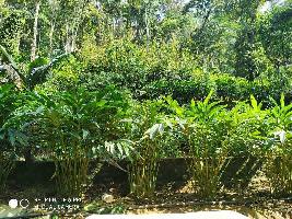  Agricultural Land for Sale in Chandranagar Colony, Palakkad