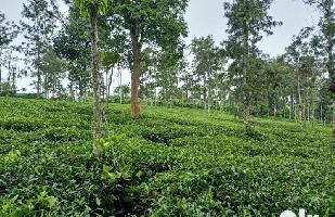  Agricultural Land for Sale in Gudalur The Nilgiris