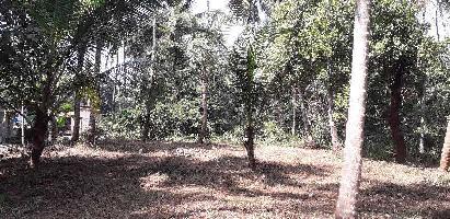  Agricultural Land for Sale in Thalassery, Kannur