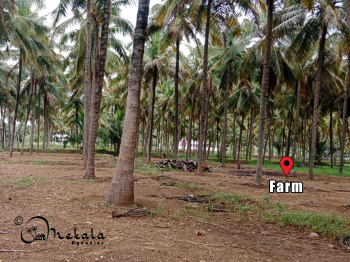  Agricultural Land for Sale in Kinathukadavu, Coimbatore