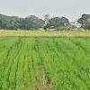  Agricultural Land for Sale in Navlakha, Indore
