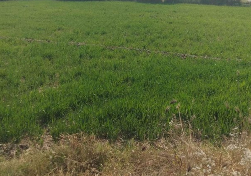  Agricultural Land 6 Bigha for Sale in Tarapur, Anand