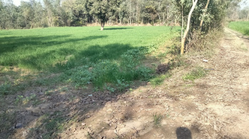  Agricultural Land for Sale in Biharigarh, Dehradun