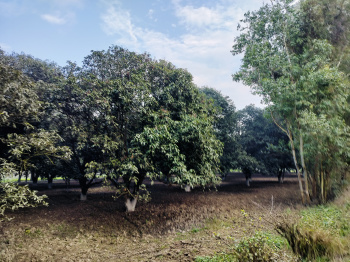  Agricultural Land for Sale in Chhutmalpur, Saharanpur