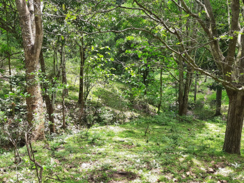  Agricultural Land for Sale in Sirumalai Hills, Dindigul