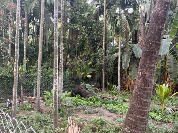  Agricultural Land for Sale in Revdanda, Alibag, Raigad