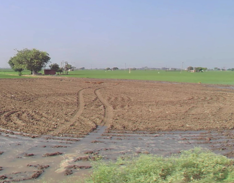  Agricultural Land 3 Acre for Sale in Lalton Kalan, Ludhiana